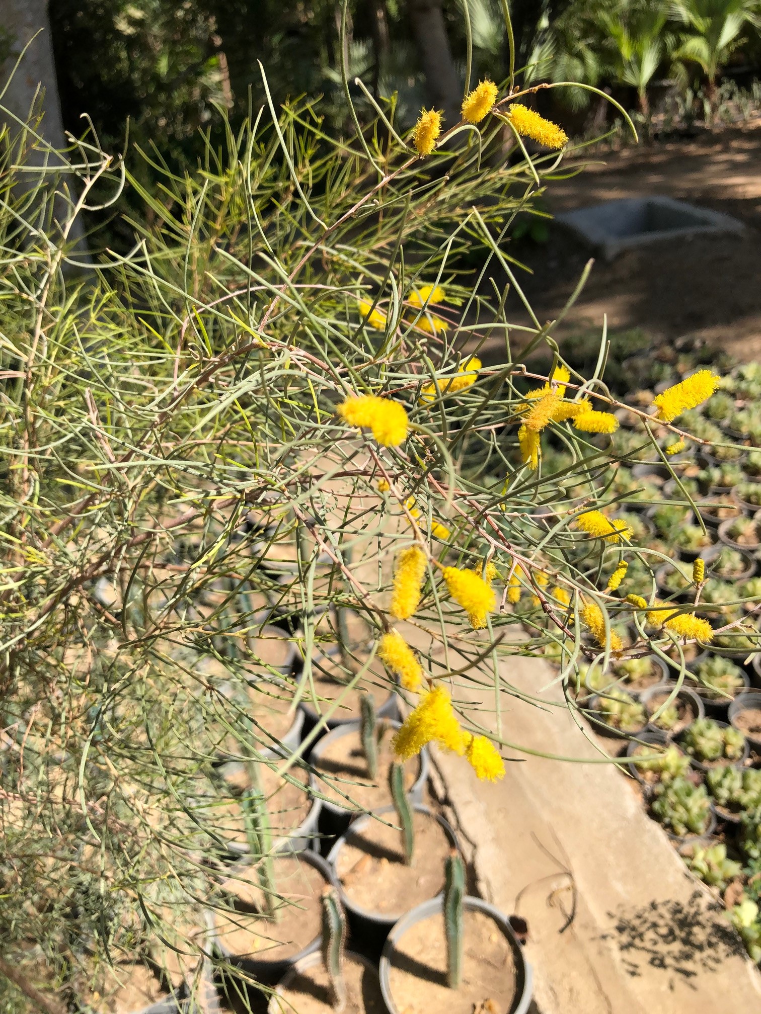 Acacia aneura